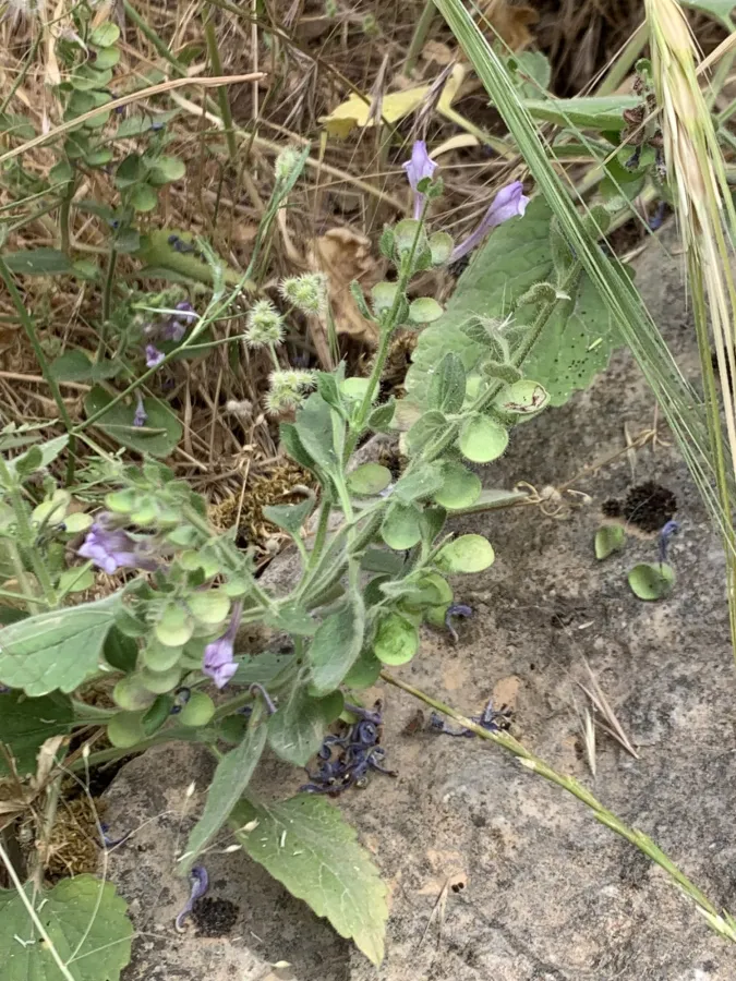 Scutellaria megalaspis