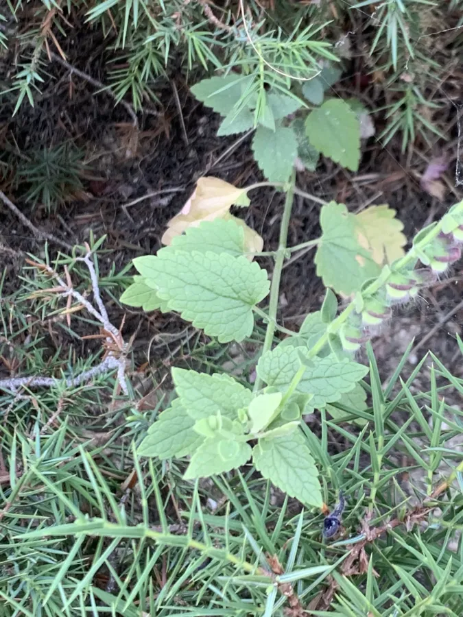 Scutellaria megalaspis
