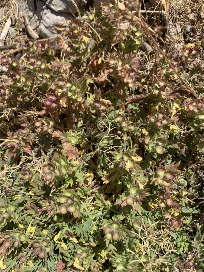 Scutellaria pinnatifida