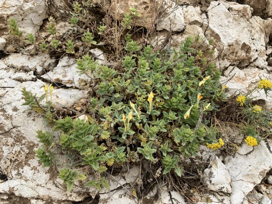 Scutellaria pinnatifida