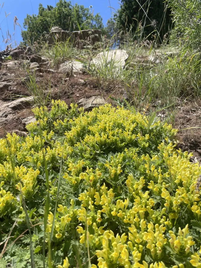 Scutellaria pinnatifida