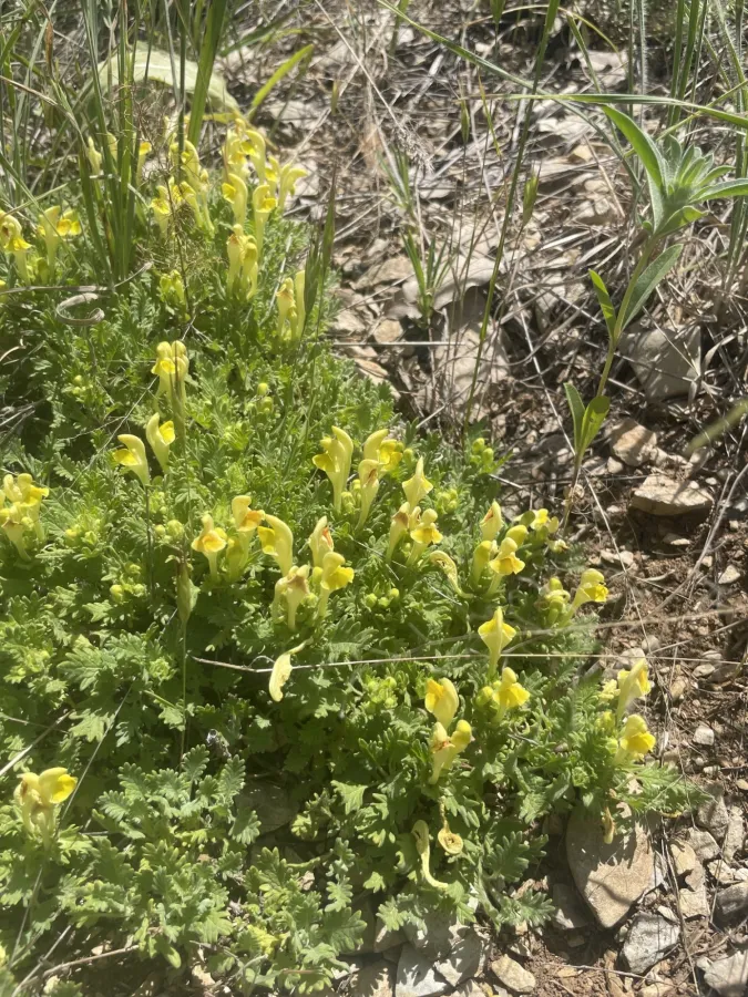 Scutellaria pinnatifida