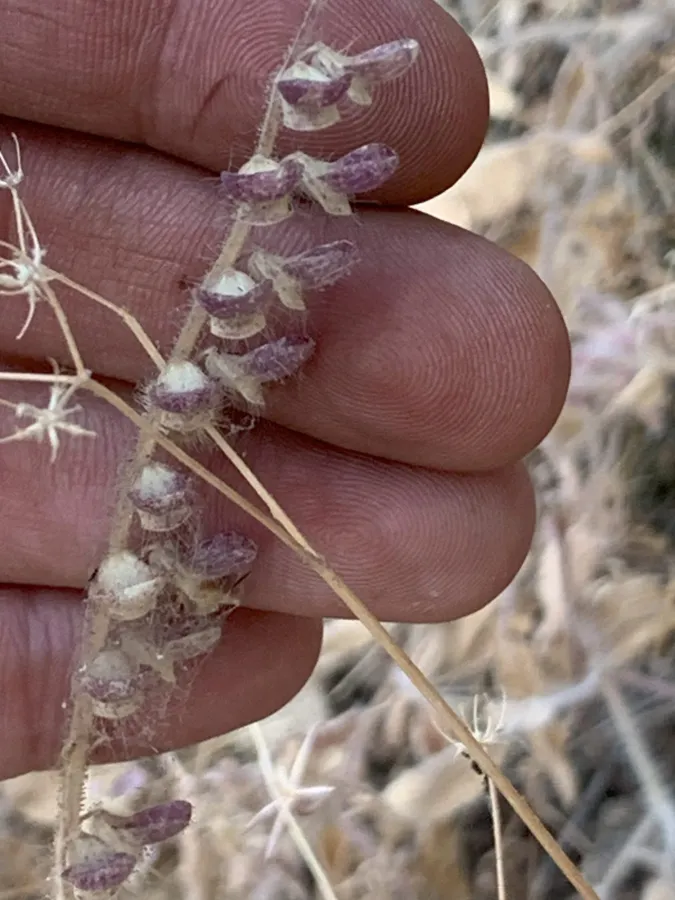 Scutellaria porphyrantha