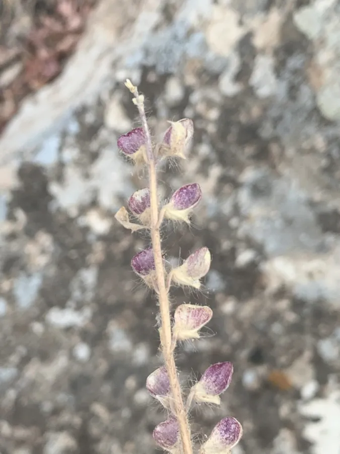 Scutellaria porphyrantha