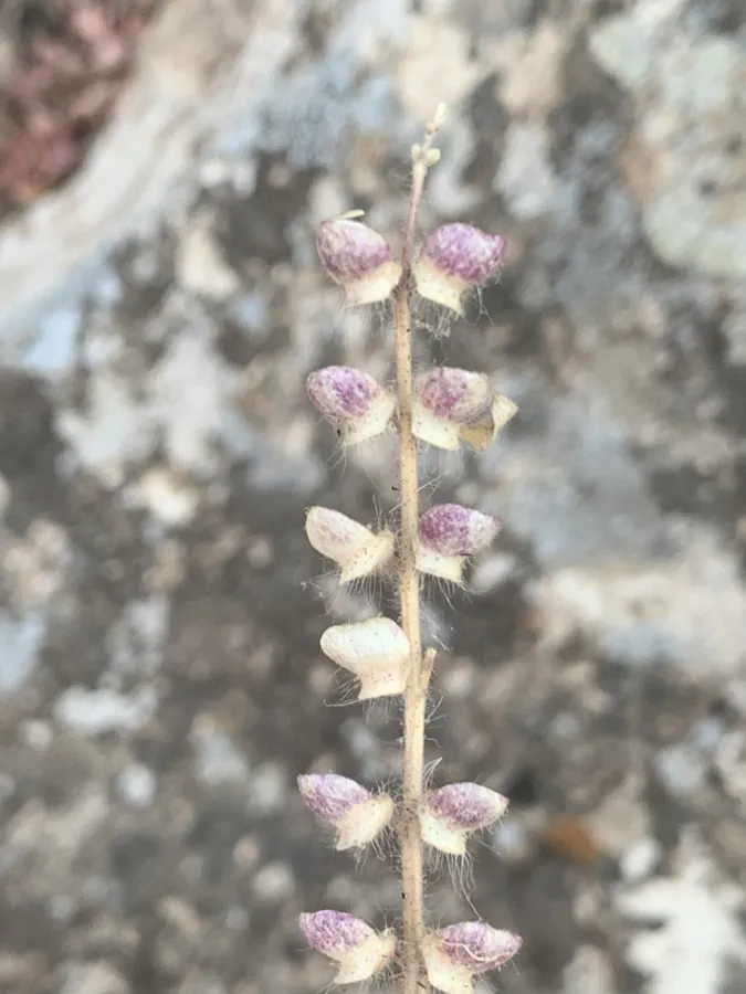 Scutellaria porphyrantha