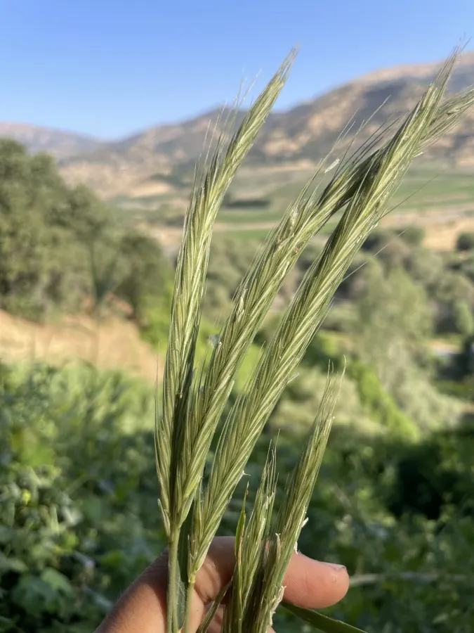 Secale strictum