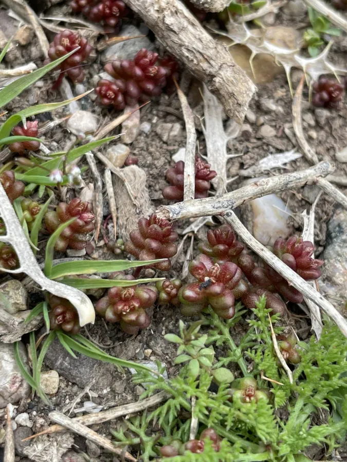 Sedum cespitosum