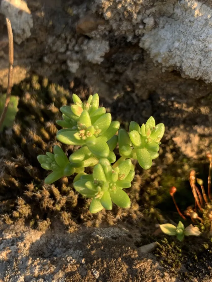 Sedum cespitosum