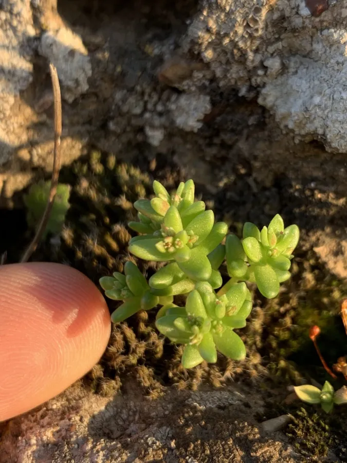 Sedum cespitosum