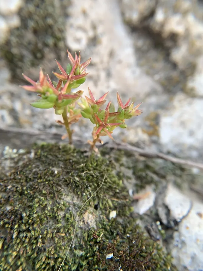 Sedum cespitosum