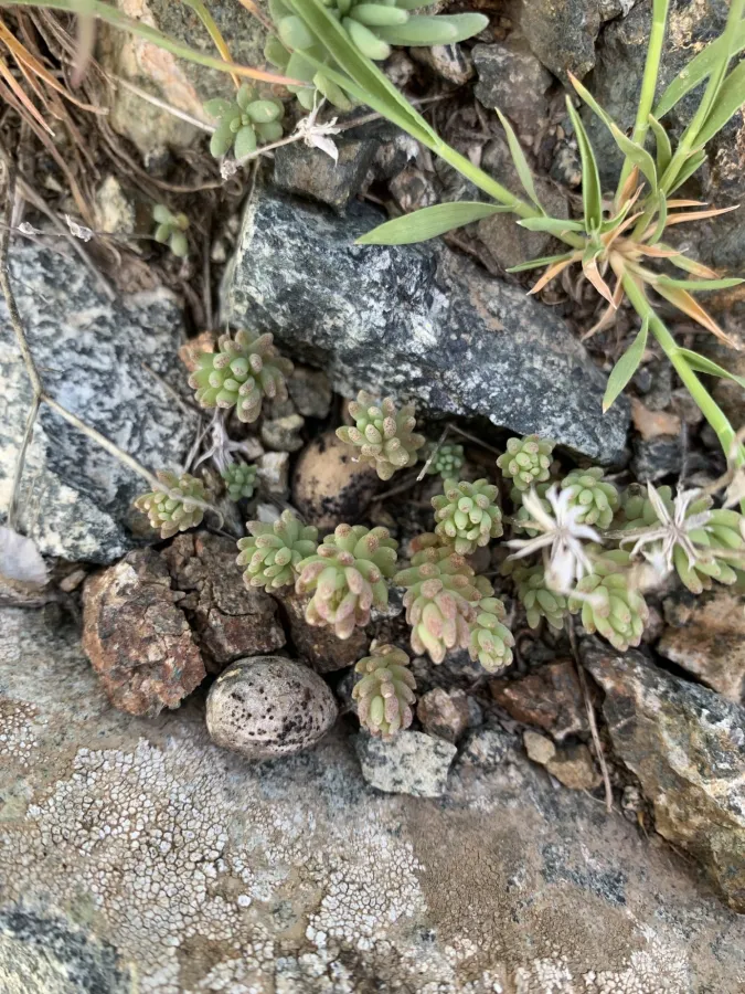 Sedum hispanicum