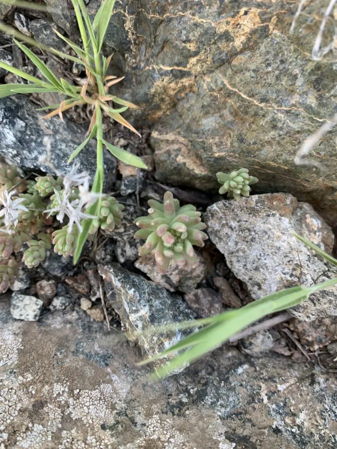 Sedum hispanicum