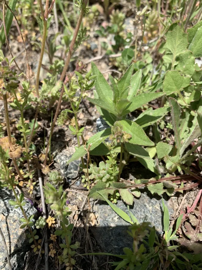 Sedum hispanicum
