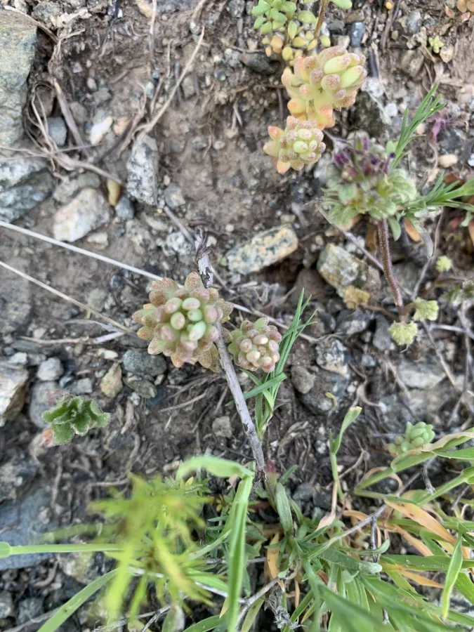 Sedum hispanicum