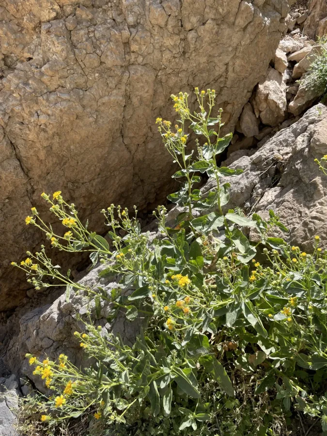 Senecio doriiformis