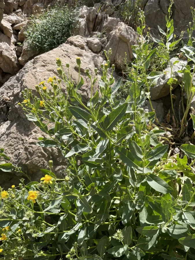 Senecio doriiformis