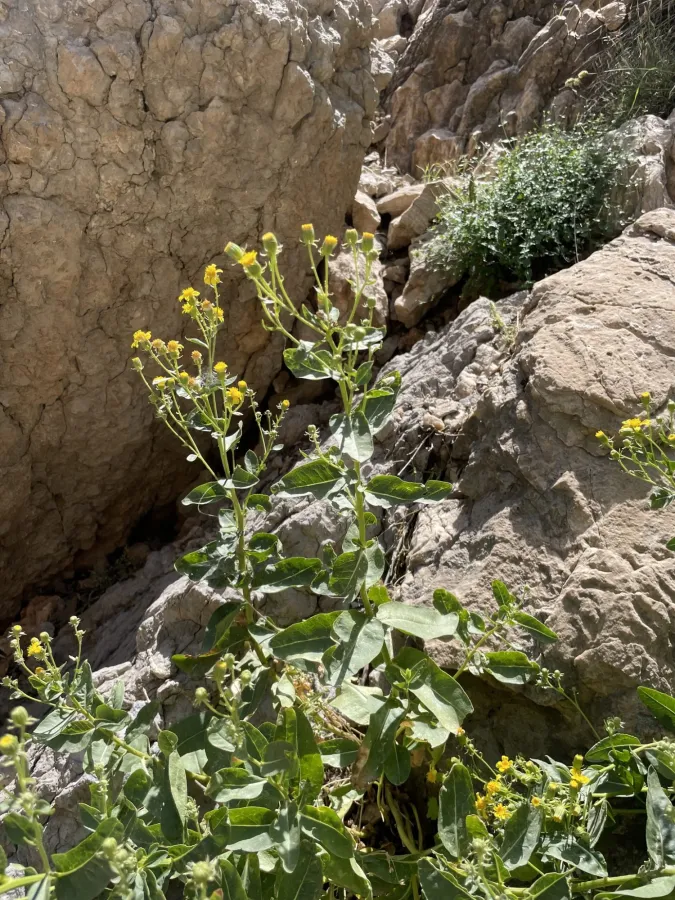 Senecio doriiformis