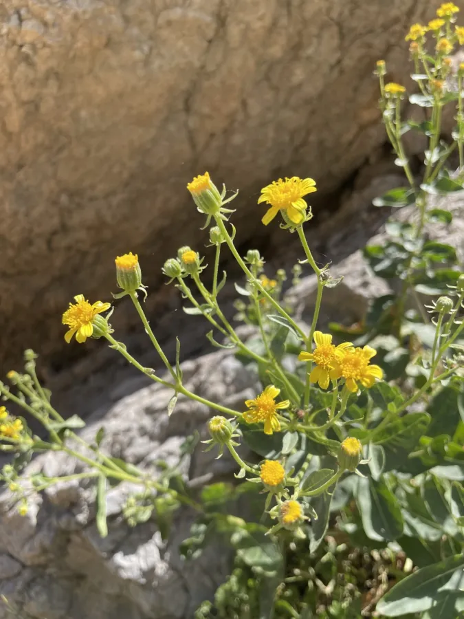 Senecio doriiformis