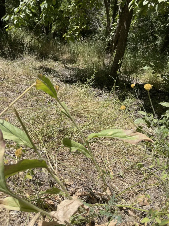 Senecio pseudoorientalis