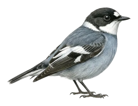 Semi-collared Flycatcher
