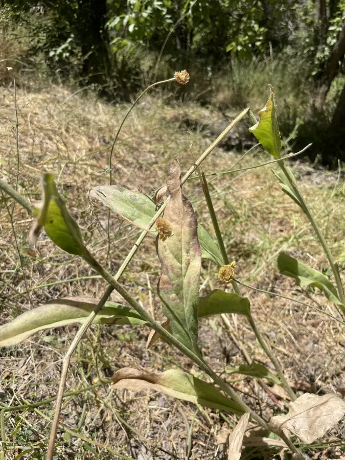 Senecio pseudoorientalis
