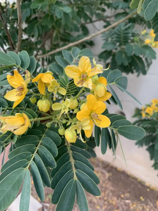 Senna surattensis