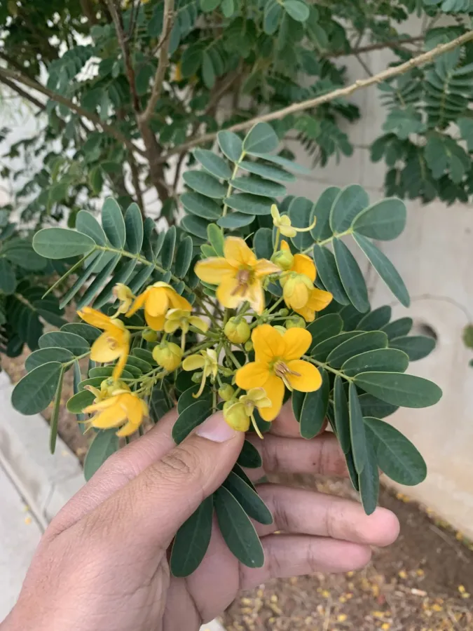 Senna surattensis
