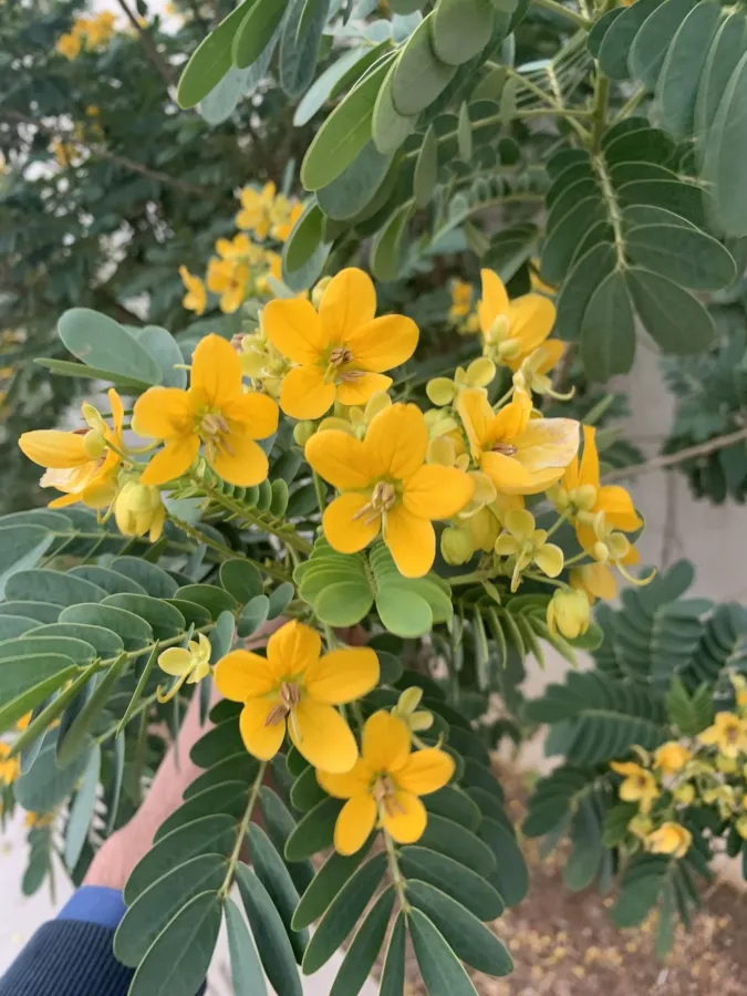 Senna surattensis