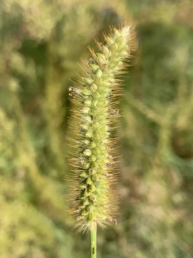 Setaria pumila