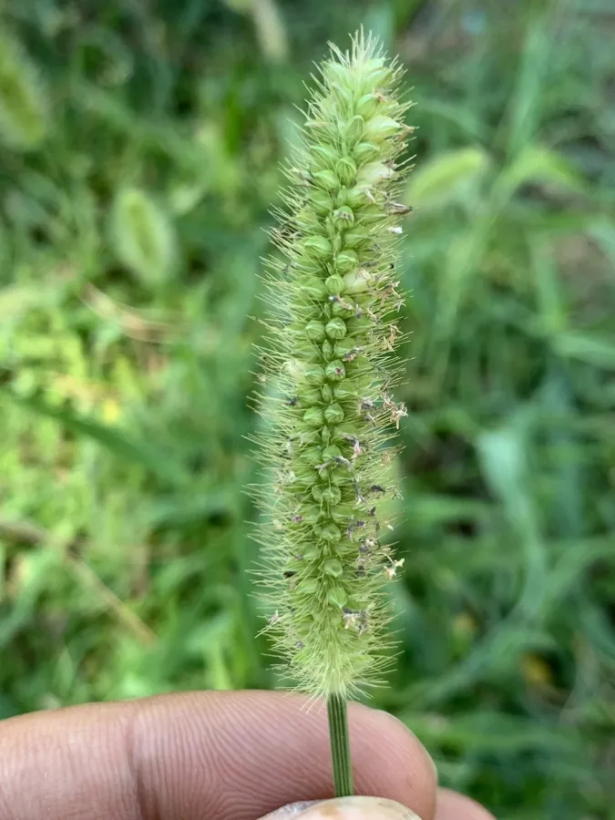Setaria pumila