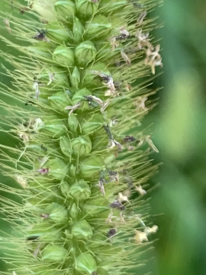 Setaria pumila