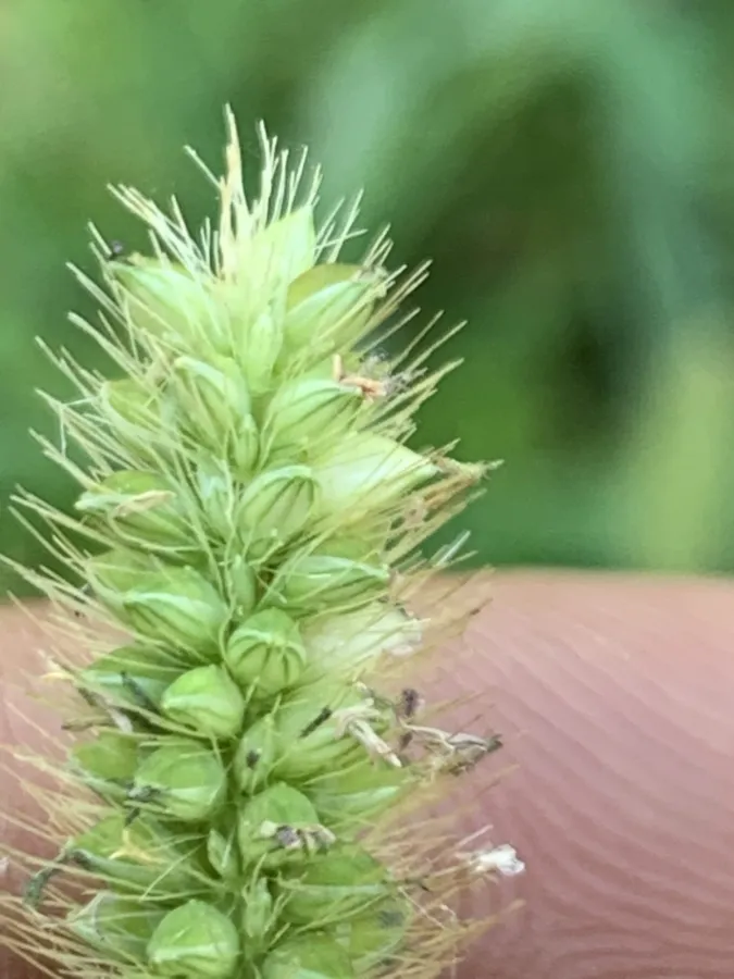 Setaria pumila
