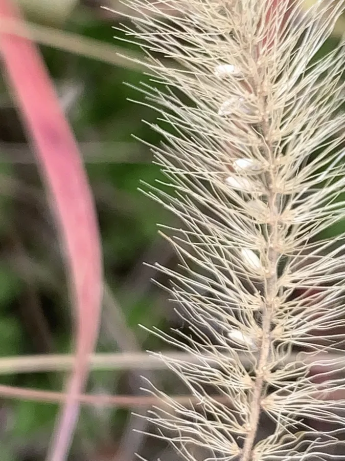 Setaria viridis