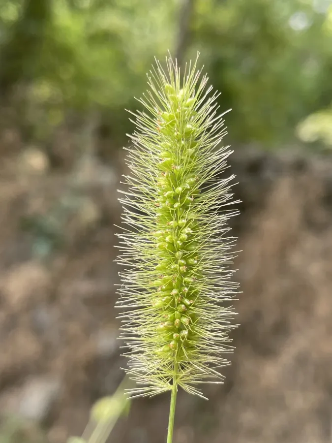 Setaria viridis