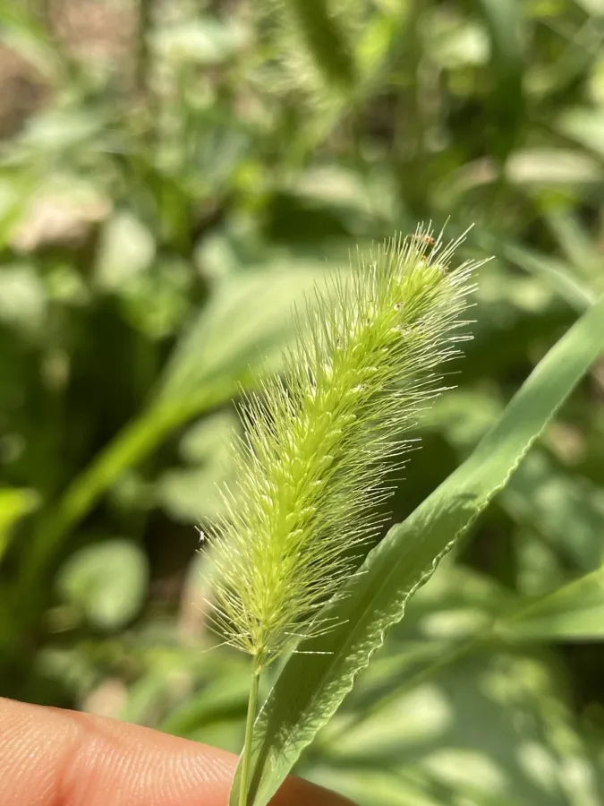 Setaria viridis