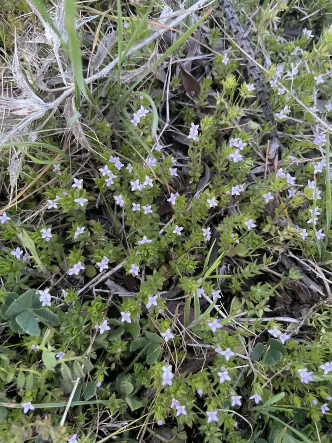Sherardia arvensis