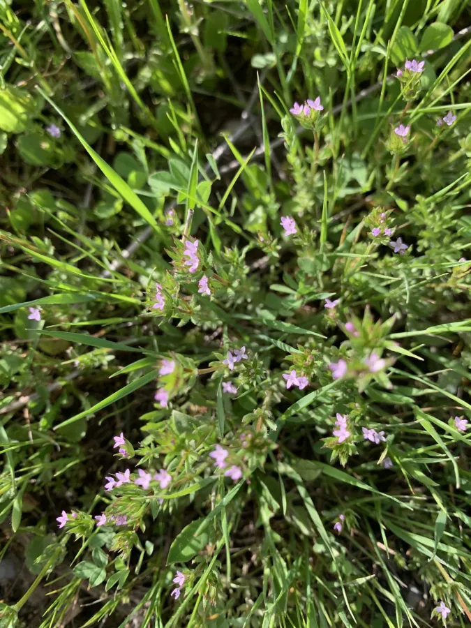 Sherardia arvensis