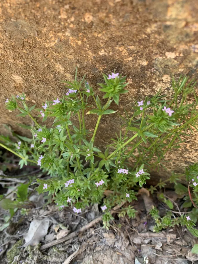 Sherardia arvensis