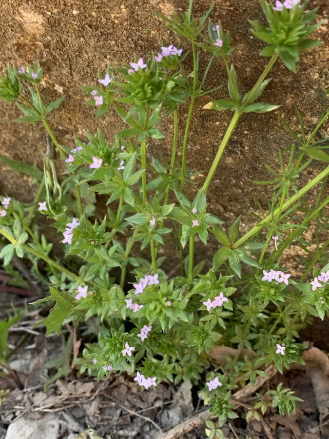 Sherardia arvensis