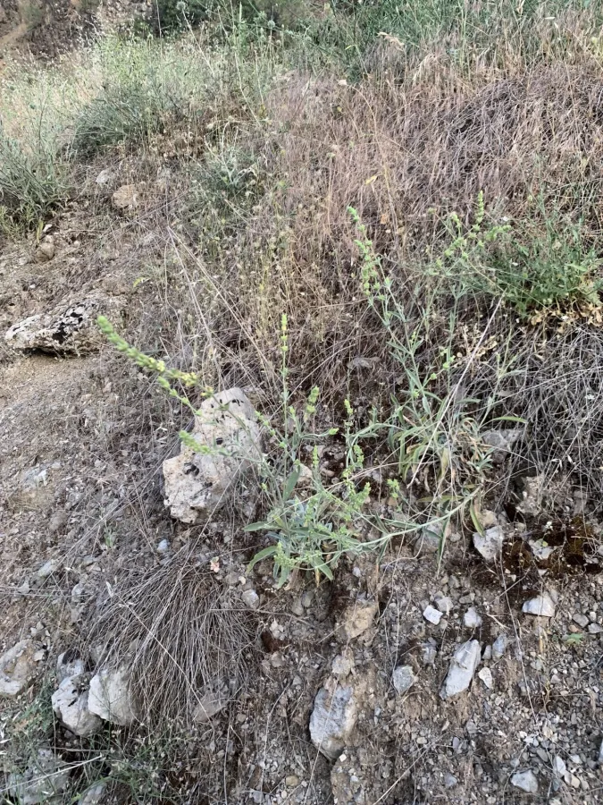 Sideritis libanotica