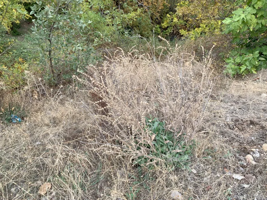 Sideritis libanotica