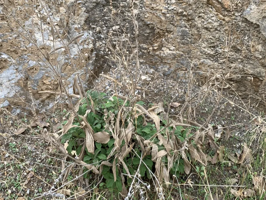Sideritis libanotica
