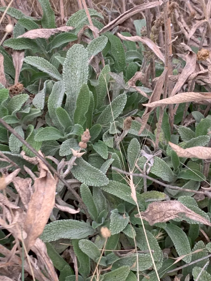 Sideritis libanotica