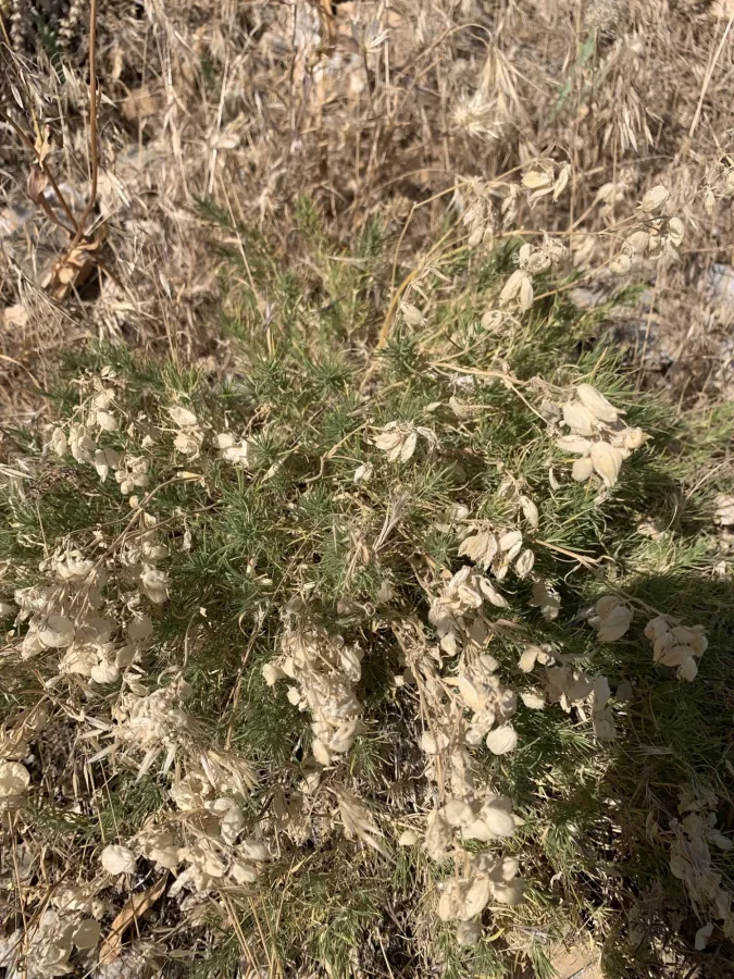 Silene ampullata