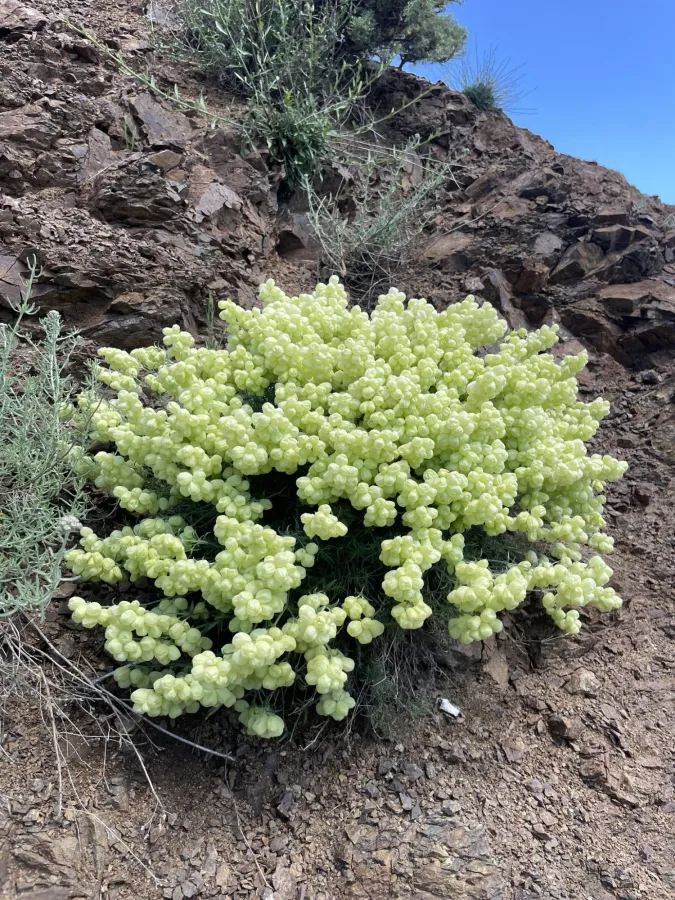 Silene ampullata