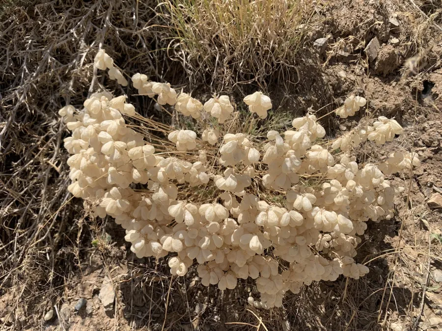 Silene ampullata