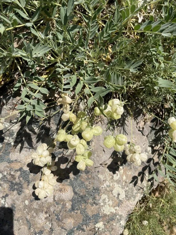Silene ampullata