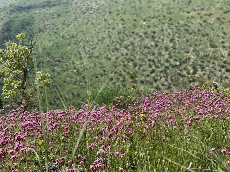 Silene atocioides