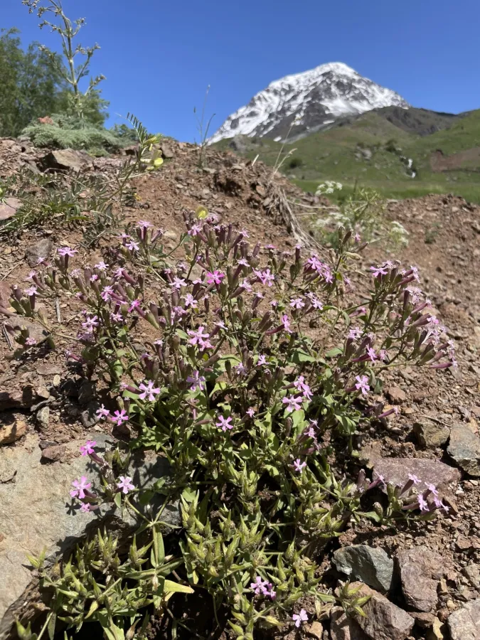 Silene atocioides