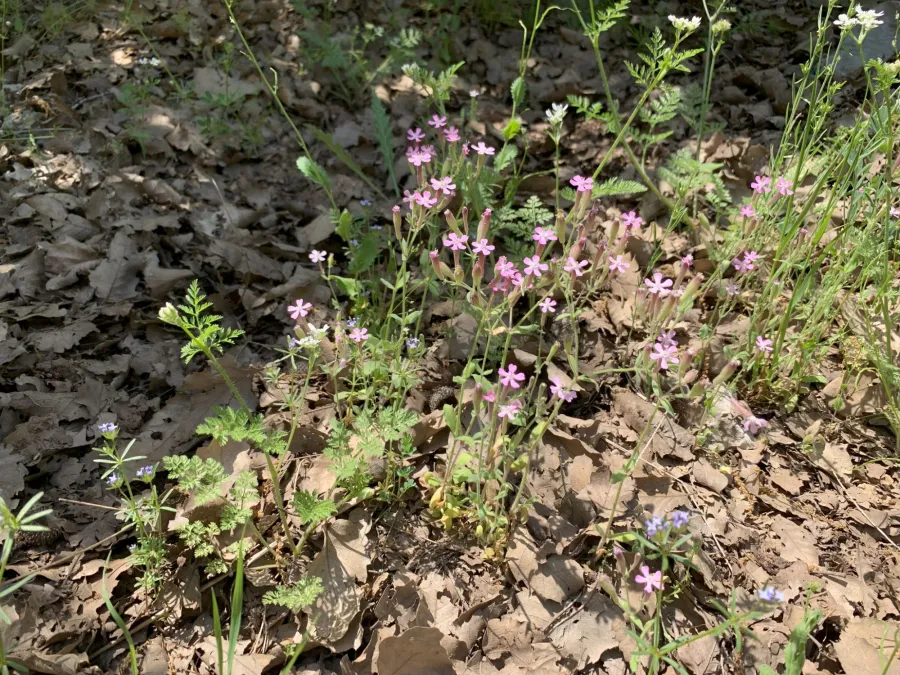 Silene atocioides